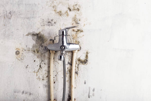 Mold Removal and Inspection in Dallas, GA