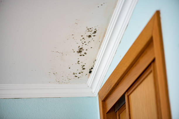 Office Mold Removal Services in Dallas, GA