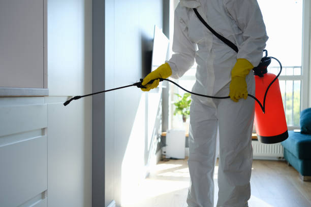 Best Black Mold Removal  in Dallas, GA