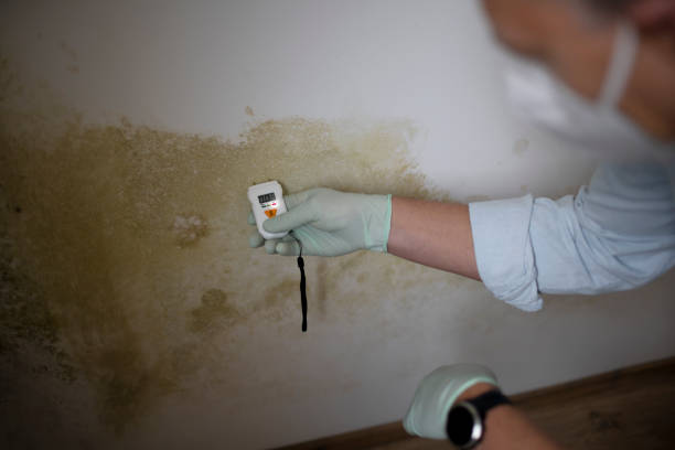 Best Mold Cleaning Services  in Dallas, GA