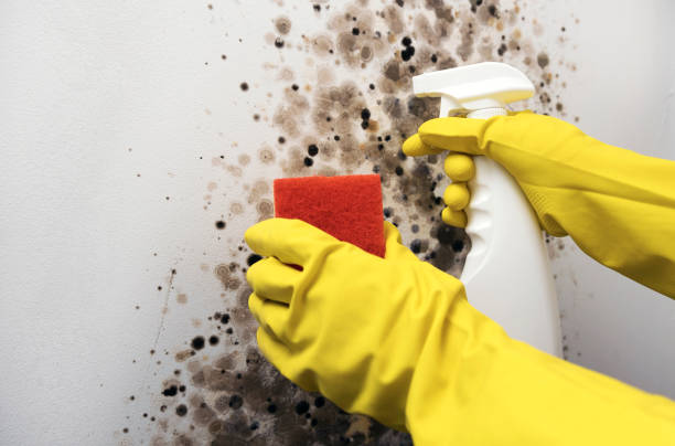Trusted Dallas, GA Mold Removal Experts
