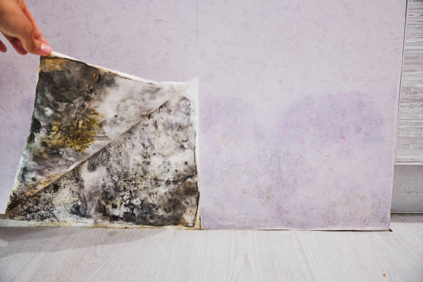 Best Mold Testing  in Dallas, GA
